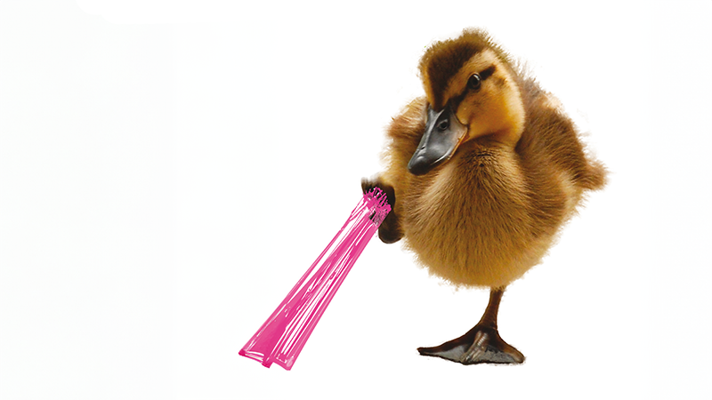 Duck with it foot stuck in chewing gum