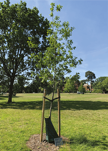 Photo of the World War Two memorial Oak tree at Sidcup, 2026