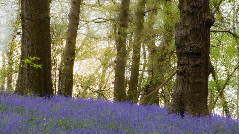 Image of Lesnes Abbey Woods with the woodland floor covered in bluebells