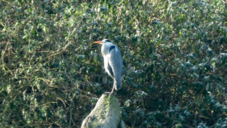 RSPB Big Garden Birdwatch