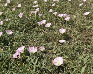 Image of little flowers on a grass open space