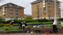 Volunteers lifting plants at Erith Riverside Gardens