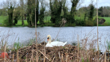 Swan nesting near the lake in Danson Park