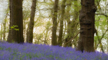 Image of Lesnes Abbey Woods with the woodland floor covered in bluebells