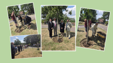 Image of tree being planted by the Mayor's of three Boroughs 